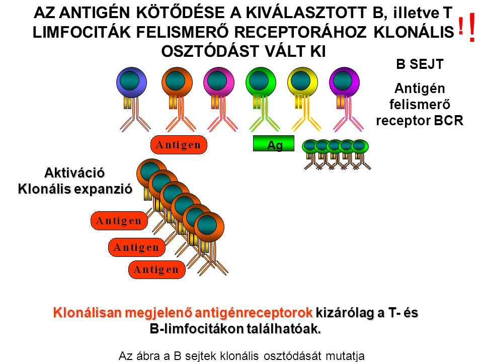 Antigén felismerő receptor BCR