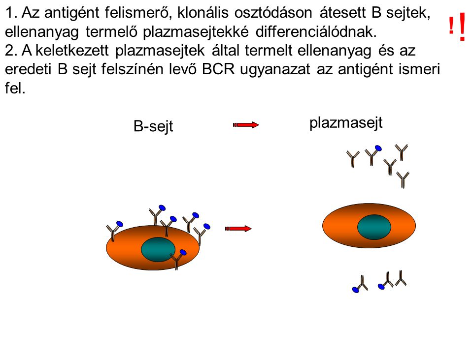 1. Az antigént felismerő, klonális osztódáson átesett B sejtek, ellenanyag termelő plazmasejtekké differenciálódnak.