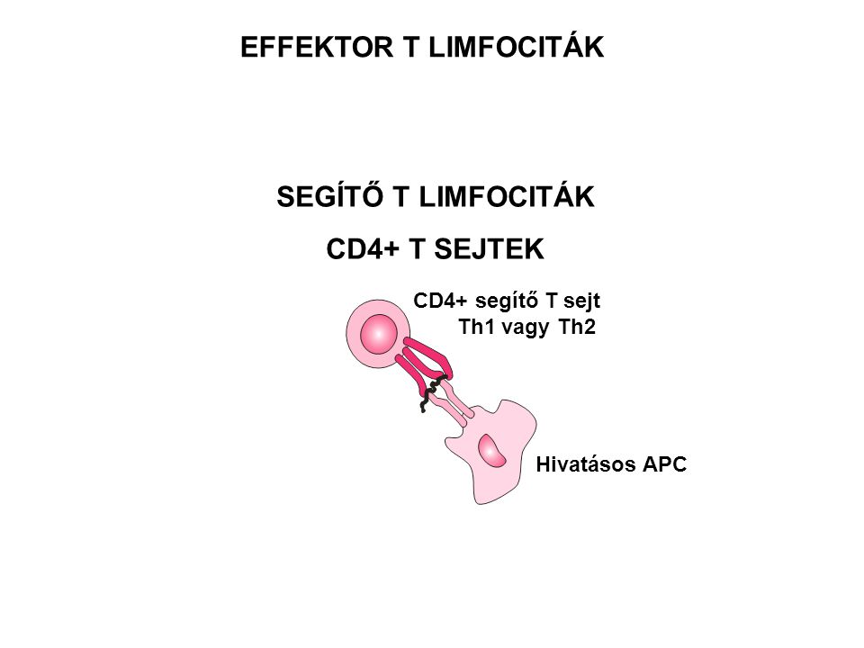 EFFEKTOR T LIMFOCITÁK SEGÍTŐ T LIMFOCITÁK CD4+ T SEJTEK
