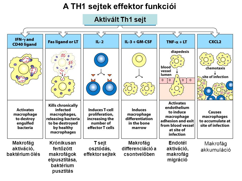 A TH1 sejtek effektor funkciói