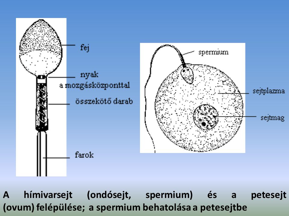 A hímivarsejt (ondósejt, spermium) és a petesejt (ovum) felépülése; a spermium behatolása a petesejtbe