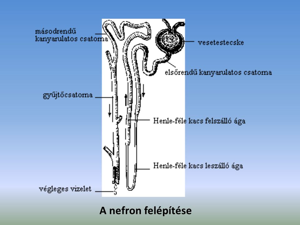 A nefron felépítése
