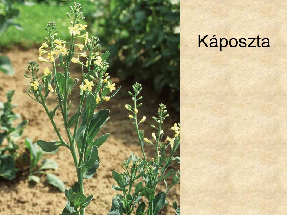 Káposzta HERBÁRIUM – Magyarország növényei CD, Kossuth Kiadó