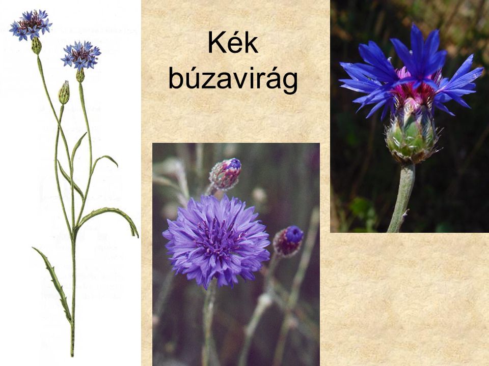 Kék búzavirág Bal oldali kép: Gyomnövények (Búvár zsebkönyvek), Móra kiadó 1987.