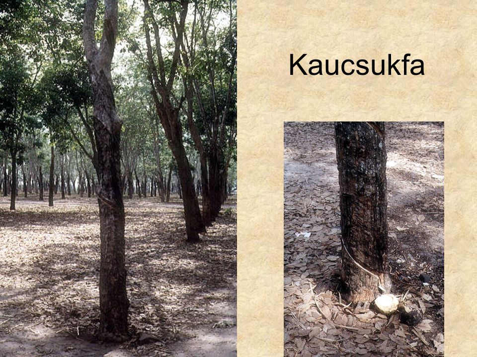 Kaucsukfa Ázsia CD, Kossuth kiadó
