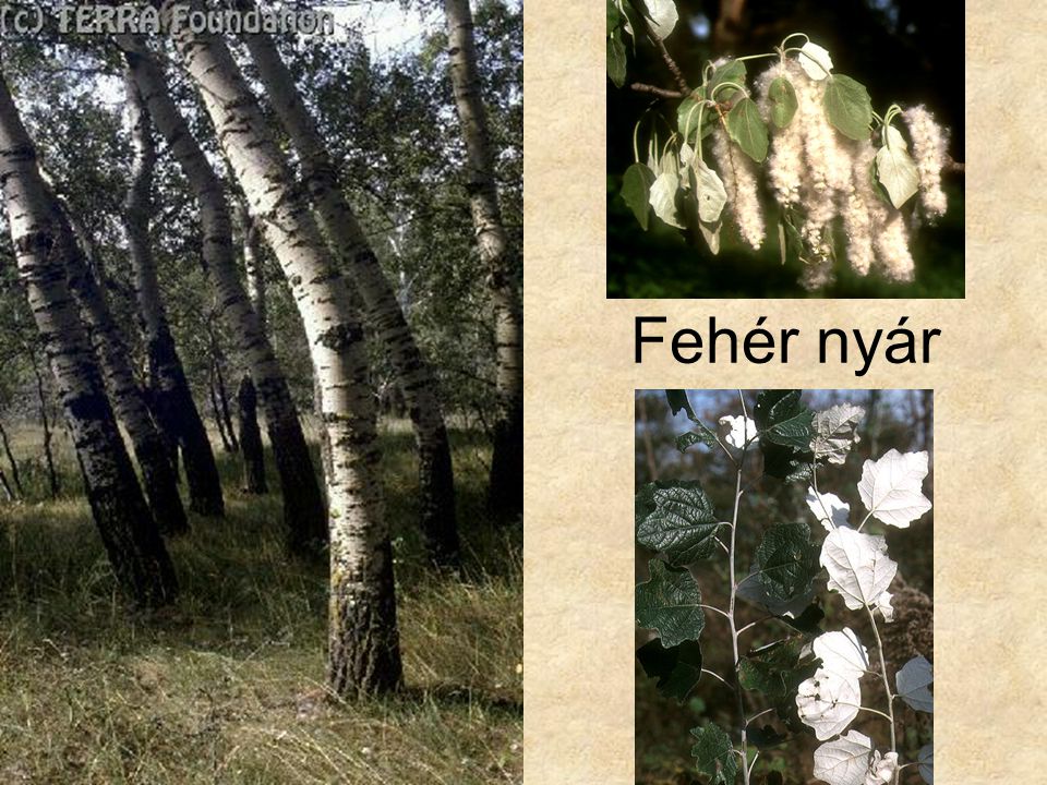 Fehér nyár Bal oldai kép: Hazánk növényvilága CD, Terra alapítvány