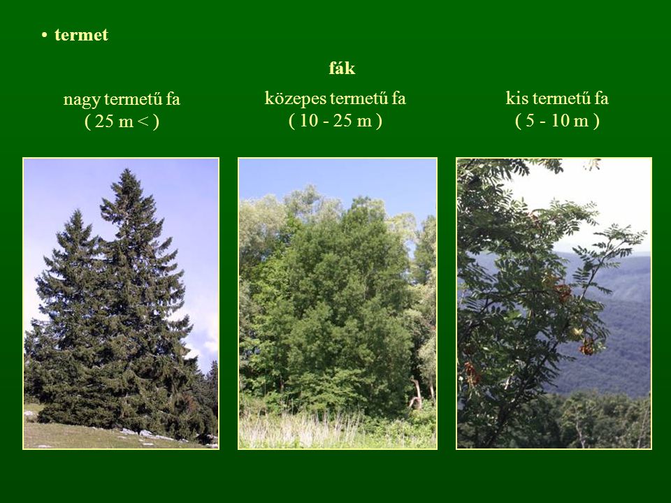 termet fák nagy termetű fa ( 25 m < ) közepes termetű fa ( m ) kis termetű fa ( m )