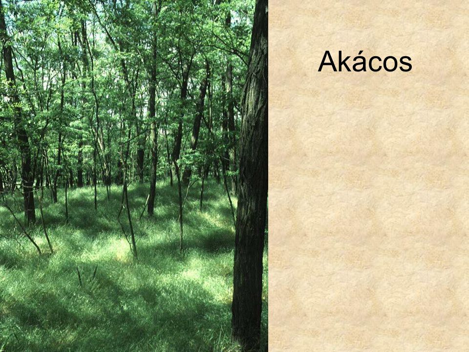 Akácos Akácos (Pestlőrinc, 1995.) ELOH0924
