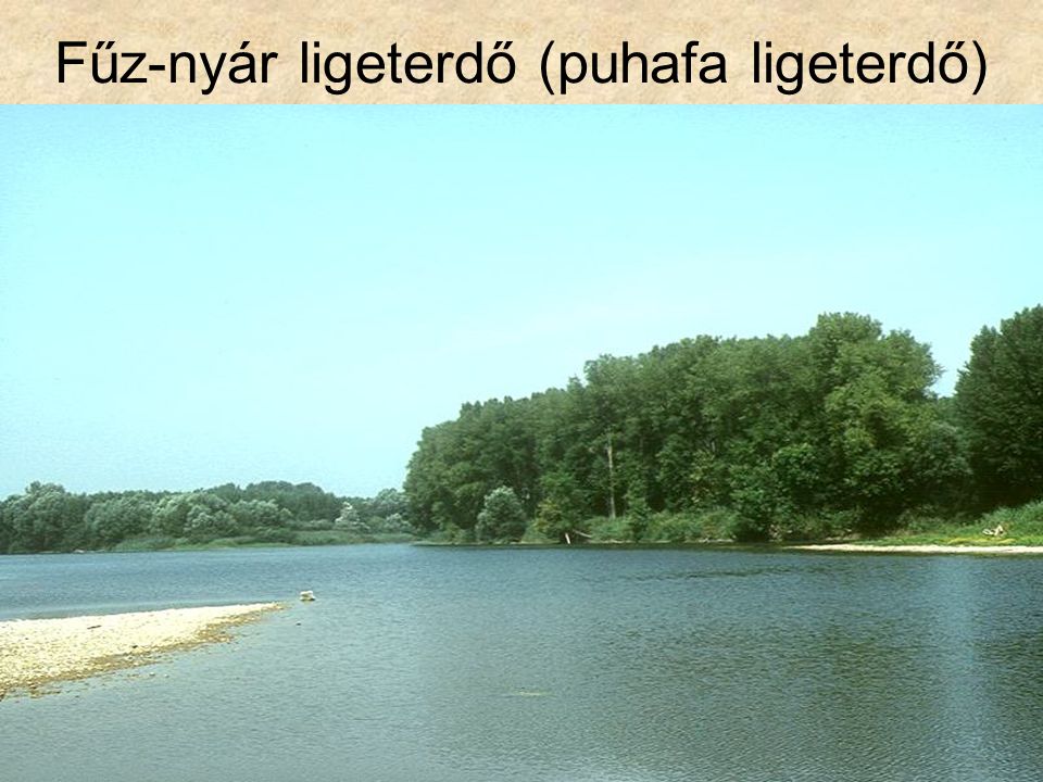Fűz-nyár ligeterdő (puhafa ligeterdő)