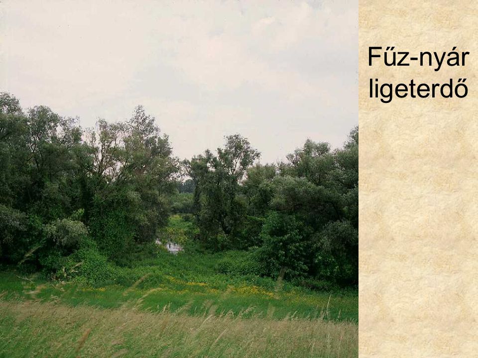 Fűz-nyár ligeterdő Tisza-parti puhafaliget I. (Csanytelek, 1996.) ELOH204