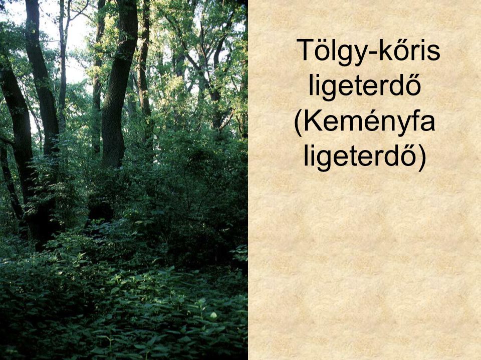 Tölgy-kőris ligeterdő (Keményfa ligeterdő)