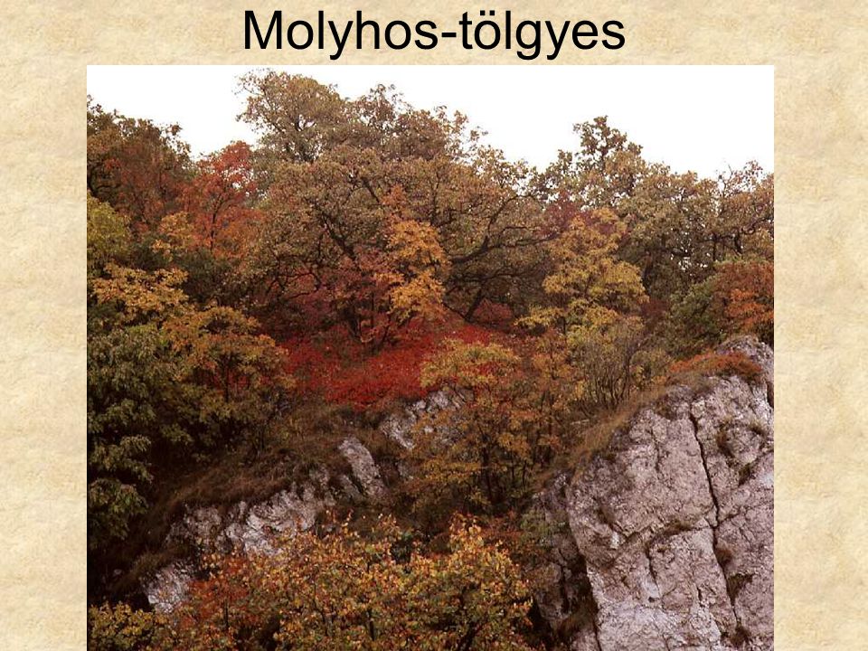 Molyhos-tölgyes Cserszömörcés karsztbokorerdő (Csákvár, 1977.) ELOH288