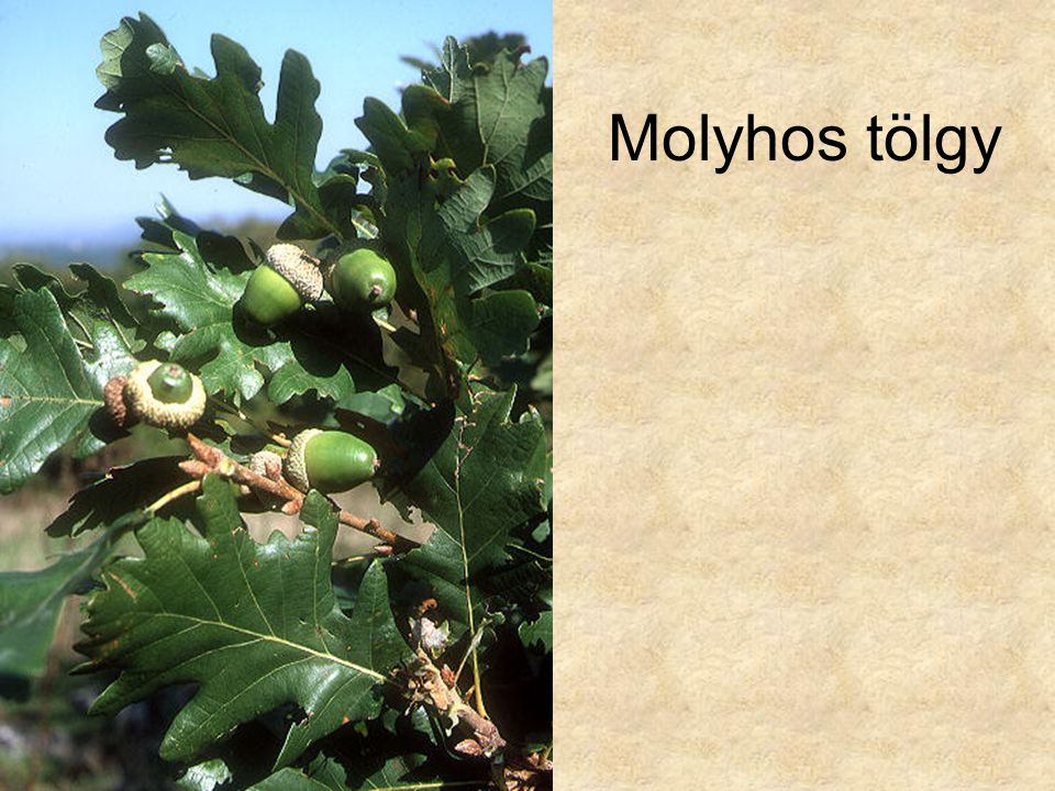Molyhos tölgy Molyhos tölgy (Quercus pubescens)607