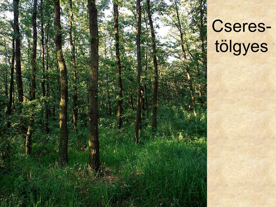Cseres-tölgyes Genyőtés cseres-tölgyes a Bakonyalján (Devecseri Széki-erdő, 1996.) ELOH248