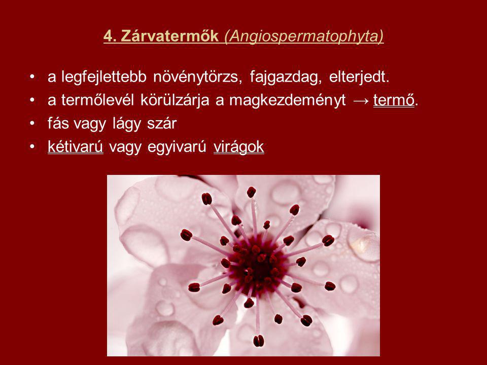 4. Zárvatermők (Angiospermatophyta)