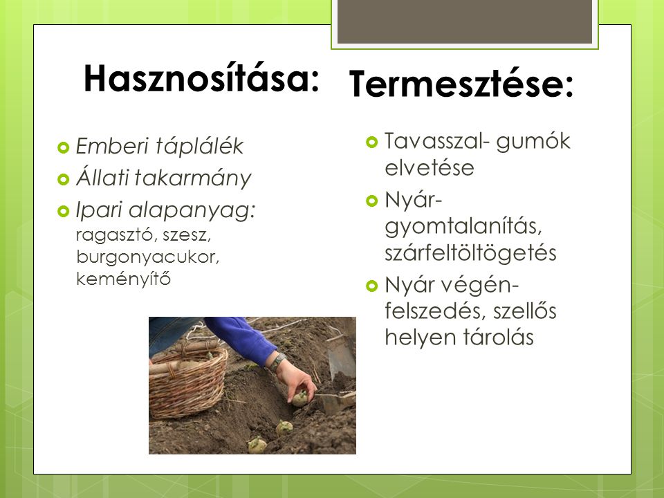 Hasznosítása: Termesztése: Tavasszal- gumók elvetése Emberi táplálék