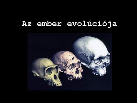 Az ember evolúciója koponyák sorrendben: csimpánz, erectus, sapiens.