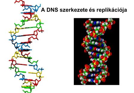 A DNS szerkezete és replikációja