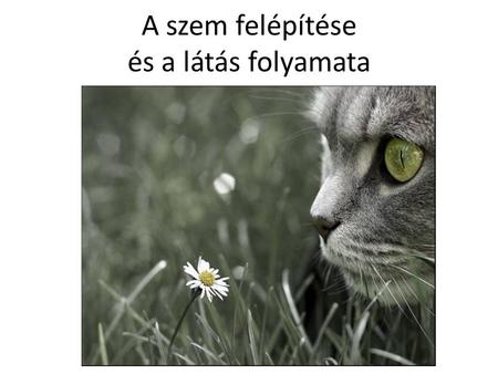 A szem felépítése és a látás folyamata