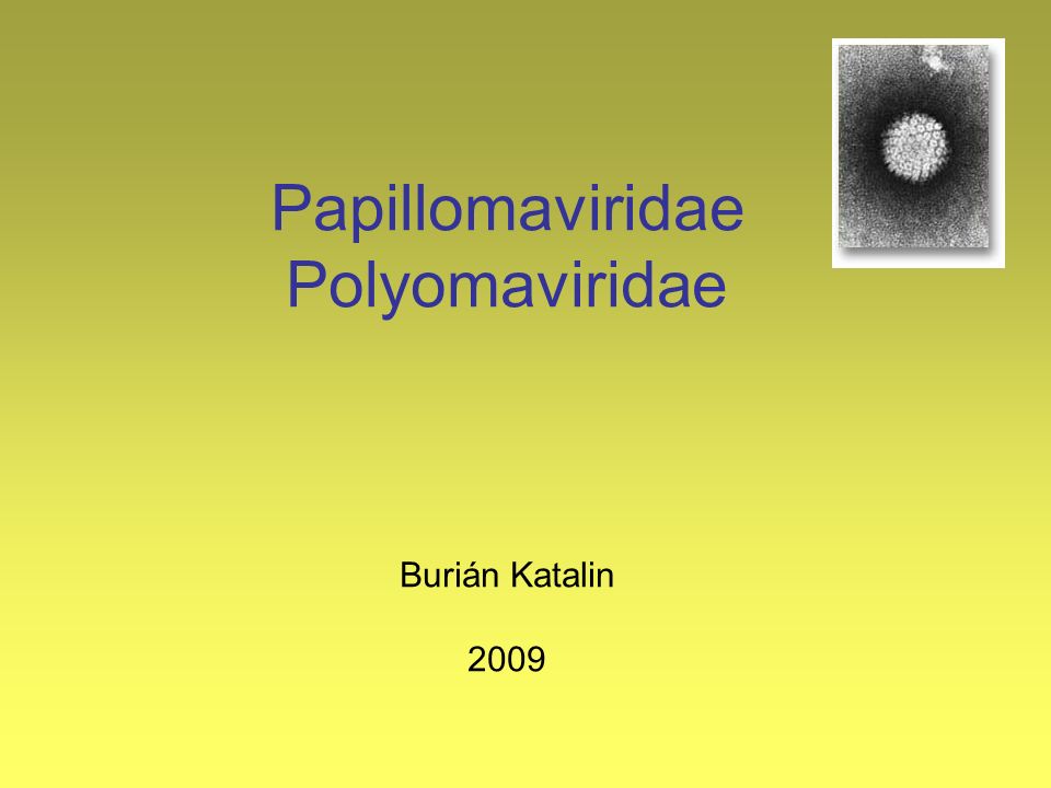 papillomaviridae replikáció