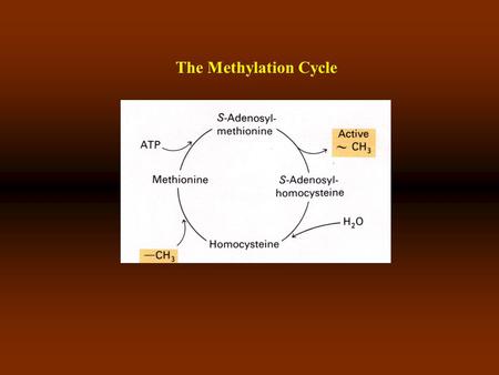 The Methylation Cycle. Cytosine and dervatives Synthesis of SAM SAM is the methyl donor in biological rxn-s.