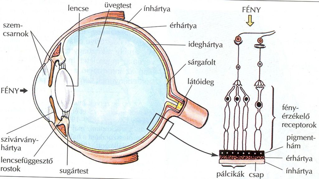 myopia optikai séma grushnikov könyvlátás