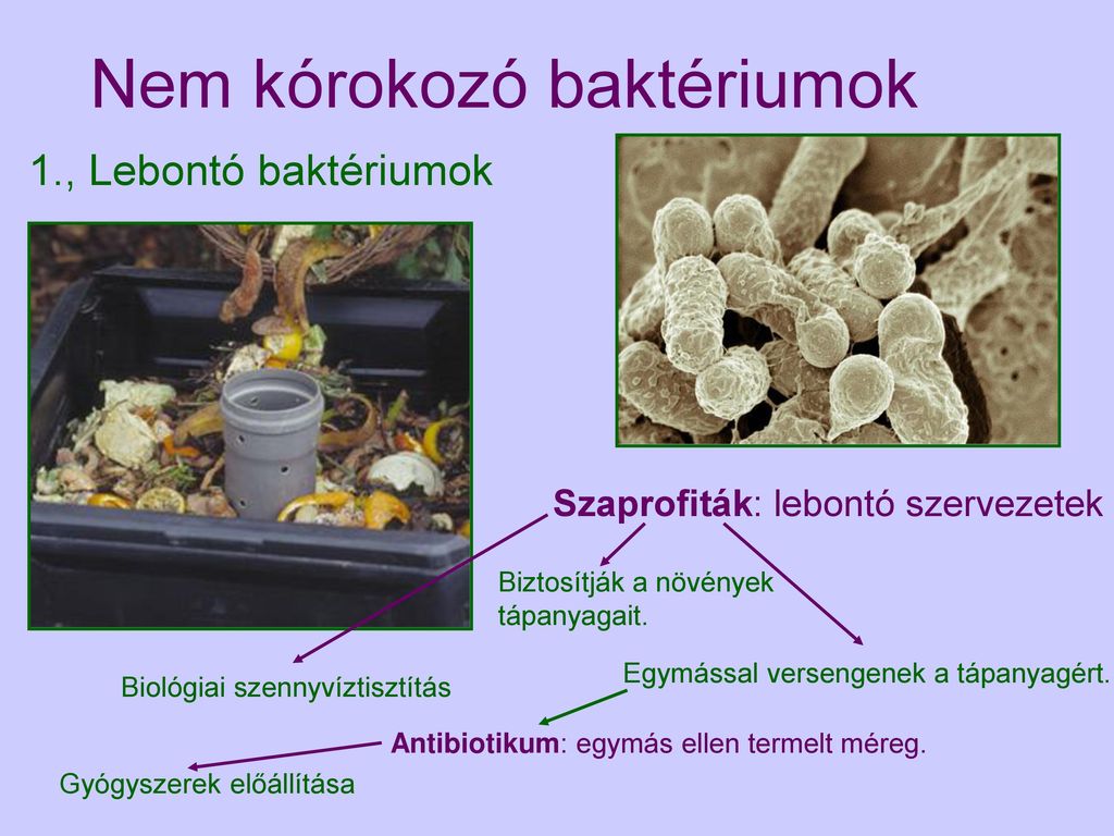 kórokozó baktériumok)