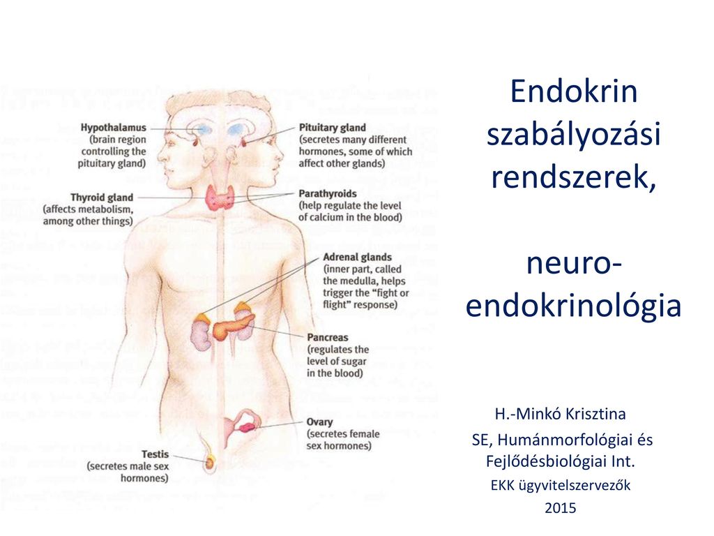 endokrin rendszer és magas vérnyomás