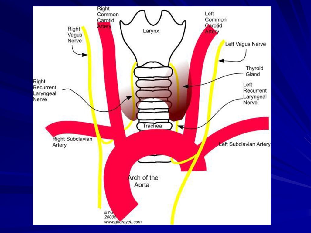 Нерв глотки. Возвратный гортанный нерв анатомия. Левый возвратный гортанный нерв. Возвратный нерв щитовидной железы. Иннервация щитовидной железы анатомия.