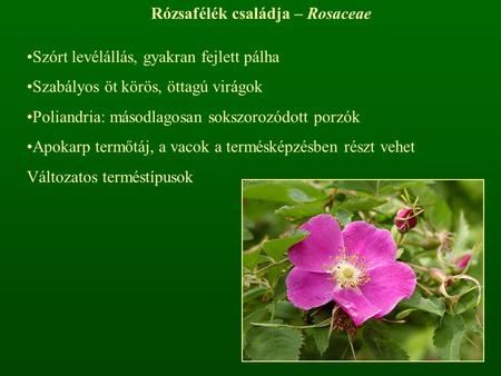 Rózsafélék családja – Rosaceae