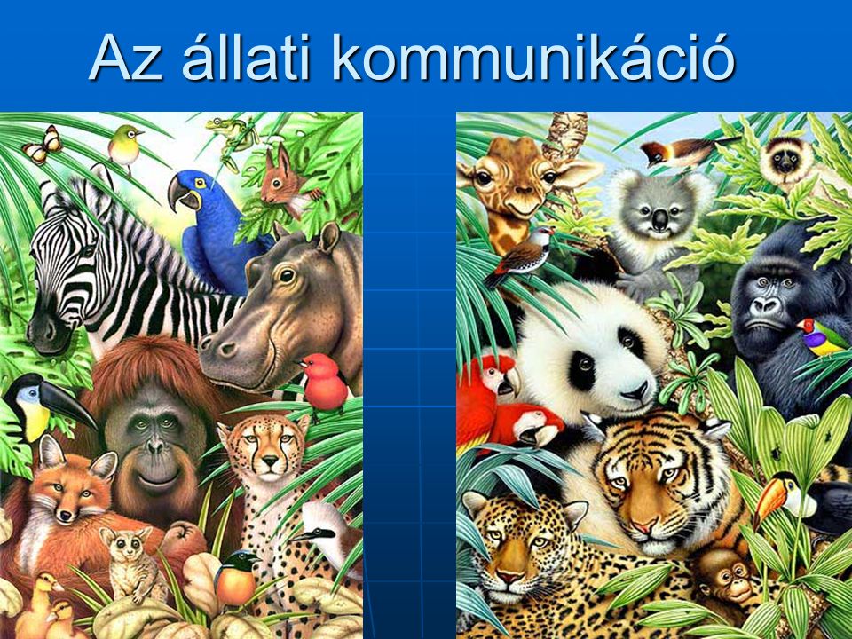 állati állati képek)