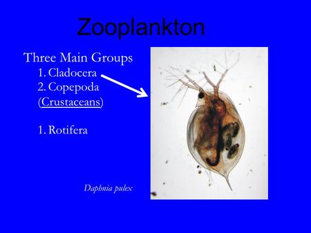 Zooplankton Three Main Groups 1.Cladocera 2.Copepoda (Crustaceans) ‏ 1.Rotifera Daphnia pulex.