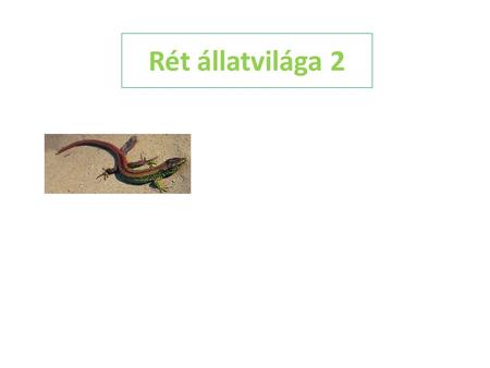 Rét állatvilága 2.