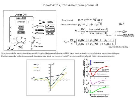 Ion-eloszlás, transzmembrán potenciál Goldman-Hodgkins-Katz μ i = μ i std + RT ln a i Kémiai potenciál Elektrokémiai potenciál Nernst Szemipermeábilis.