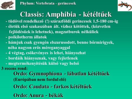 Classis: Amphibia - kétéltűek Ordo: Caudata - farkos kétéltűek Phylum: Vertebrata - gerincesek Ordo: Anura - békák Ordo: Gymnophiona - lábatlan kétéltűek.
