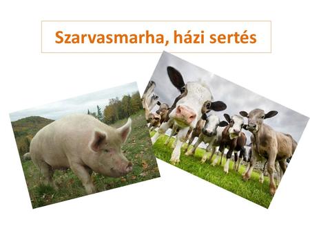 Szarvasmarha, házi sertés