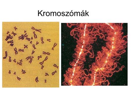 Kromoszómák.