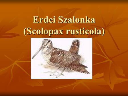 Erdei Szalonka (Scolopax rusticola)