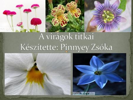 A virágok titkai Készítette: Pinnyey Zsóka