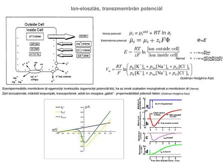 Ion-eloszlás, transzmembrán potenciál