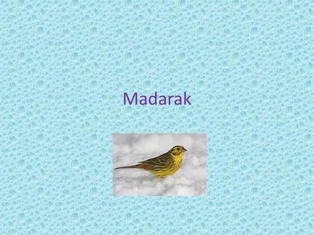 Madarak.