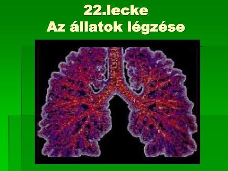 22.lecke Az állatok légzése