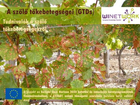 A szőlő tőkebetegségei (GTDs)