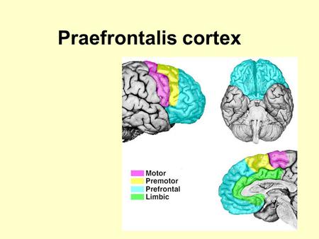 Praefrontalis cortex.
