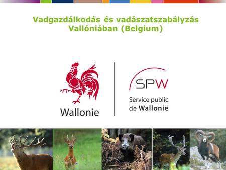 Vadgazdálkodás és vadászatszabályzás Vallóniában (Belgium)