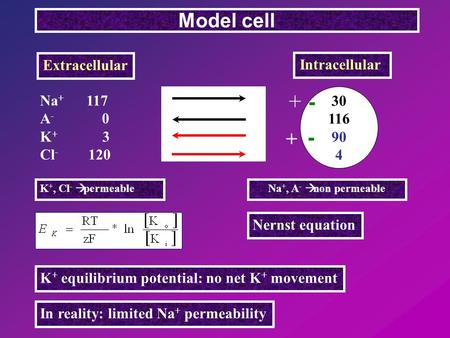Na + 117 A - 0 K + 3 Cl - 120 Model cell Extracellular Intracellular 30 116 90 4 Nernst equation K + equilibrium potential: no net K + movement In reality: