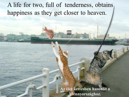 Les meilleures photos de L'année 2005 D'après NBC A life for two, full of tenderness, obtains happiness as they get closer to heaven. Az élet kettesben.