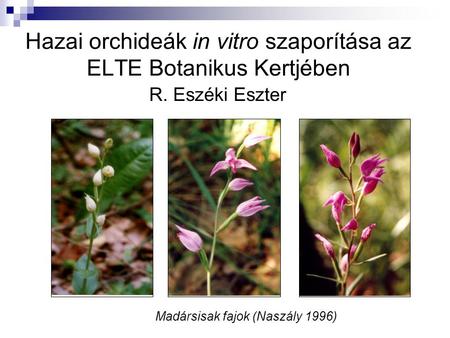 Hazai orchideák in vitro szaporítása az ELTE Botanikus Kertjében