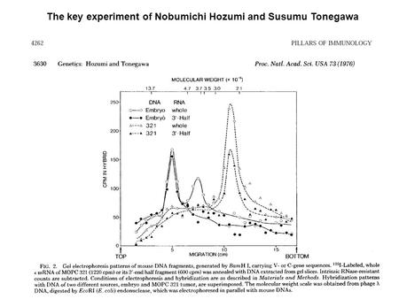 The key experiment of Nobumichi Hozumi and Susumu Tonegawa