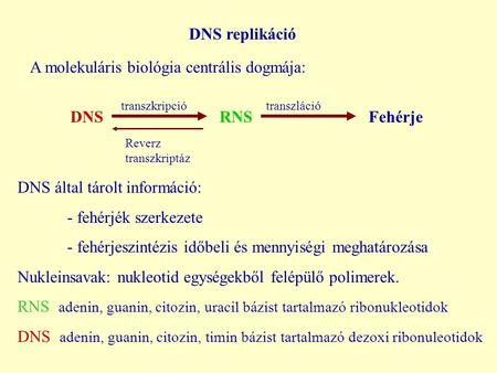 DNS replikáció DNS RNS Fehérje